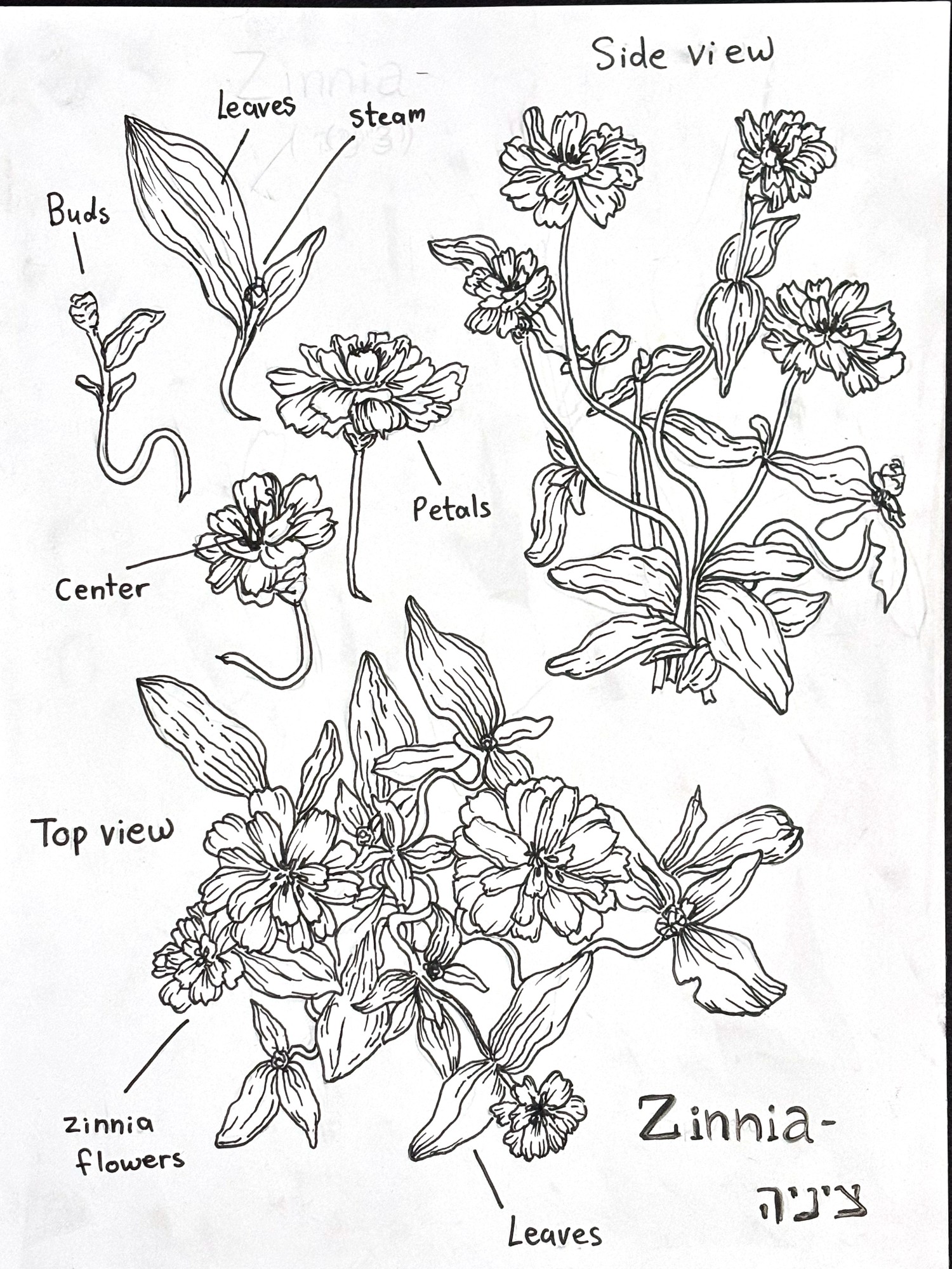Botanical Drawing - Zinnia